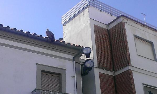 Un buitre leonado se posa en Un tejado De la Plaza De España De Vva. De Córdoba y provoca retenciones De tráfico.