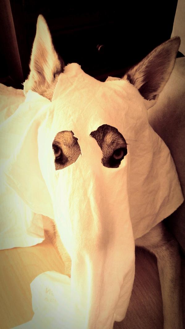 Alkamar_PLC's tweet photo. Auuuuuu , un lobo muy fantasmal #zapeando236 http://t.co/OzzenNzbH9