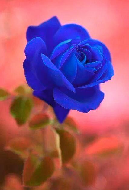 gede_prama's tweet photo. Rose and sunrise are the smile of the same perfection
http://t.co/pA19vuDXel
http://t.co/DSToKIYi9q
