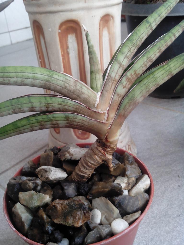 Sansevieria Rhodesiana pink var（Jual tanaman hias sanseviera  