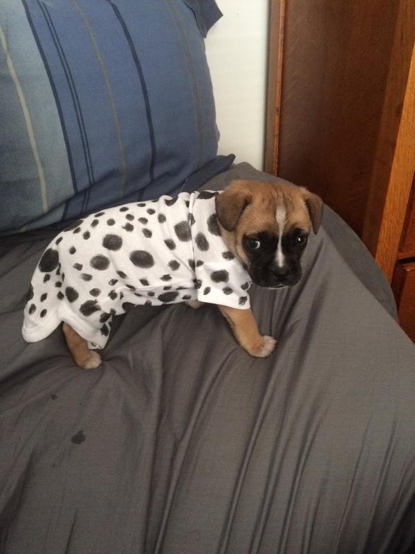 BusterThePoxer's tweet photo. Selfie Friday, I'm a pug/boxer but sometimes I wish I was a Dalmatian #Halloween http://t.co/tdY1Juypc5