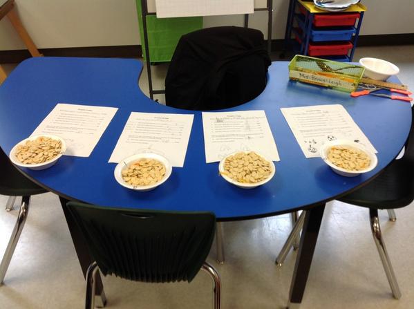 mrsblsclass's tweet photo. We're gathering data from four different pumpkins. We'll make a graph of pumpkin information.@ ugdsb @wcwinegardps http://t.co/ZmpeWF9t2H