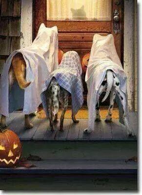 MissPuraPan's tweet photo. Hi my lovelies !!! 
Wish all of you a very scary 
HALLOWEEN !!! http://t.co/4CKj4QaH98