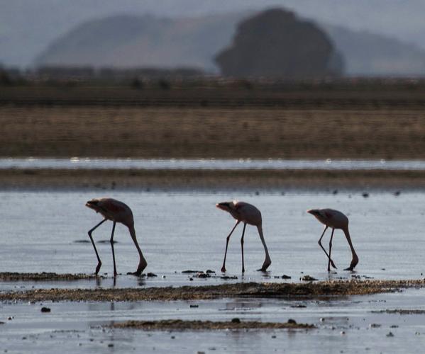 RunningFromMoos's tweet image. A toxic lake, pink flamingos and an ambush: Expect the unexpected in Lake Natron #Tanzania bit.ly/1xIp0uw