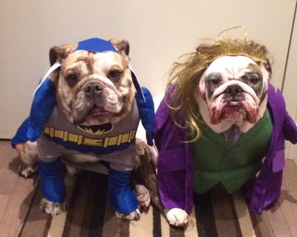dog dressed as batman