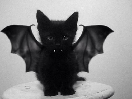 EDIAvans's tweet photo. @Angelaverbogt Happy Halloween! Hihi ;) http://t.co/a9fg2qFYHs