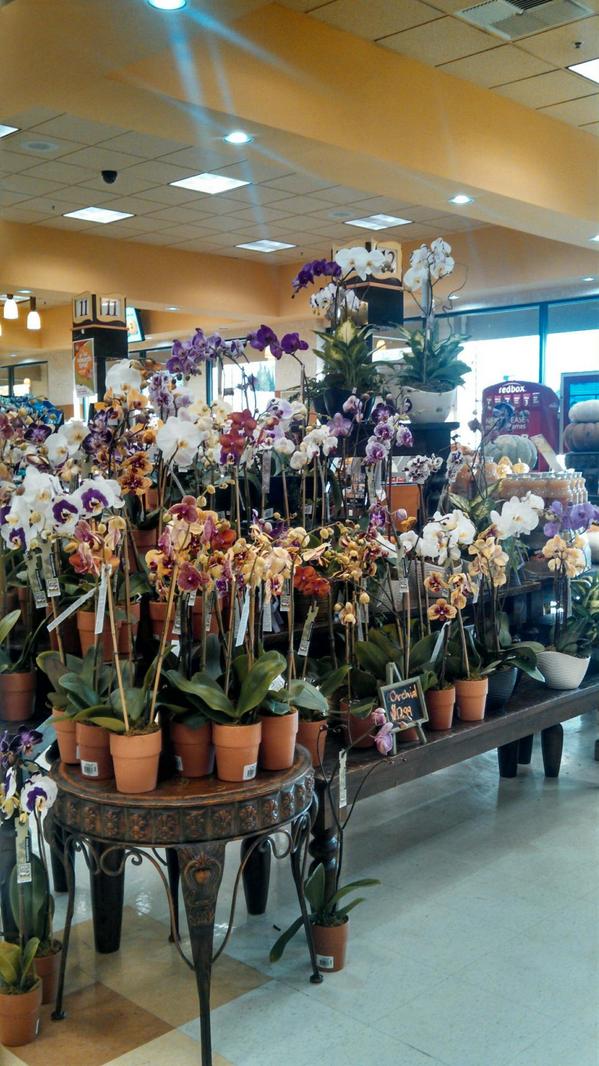 RocketFarms's tweet photo. Orchid Fair today @Raleys in Granite Bay from 12-4! Talk to our experts, get a coupon, take home #beautifulorchids! http://t.co/rRZiClWKJw