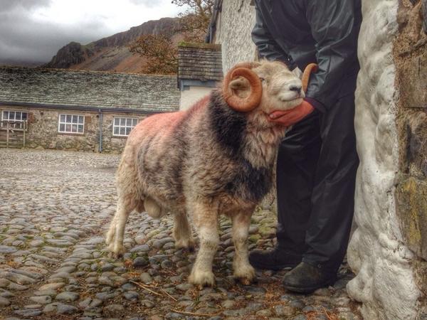 Herdwick. Come and hear the story of wool to weave. With The Shephedess at 11am Saturday 1st Nov. . @ReghedCentre