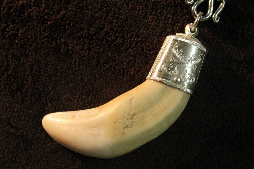 Real lion shop tooth necklace