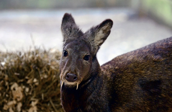 washingtonpost's tweet photo. Fanged deer pops up in Afghanistan, 60 years after its last appearance http://t.co/3zeuDNZbJU http://t.co/D7DXuEwTzd