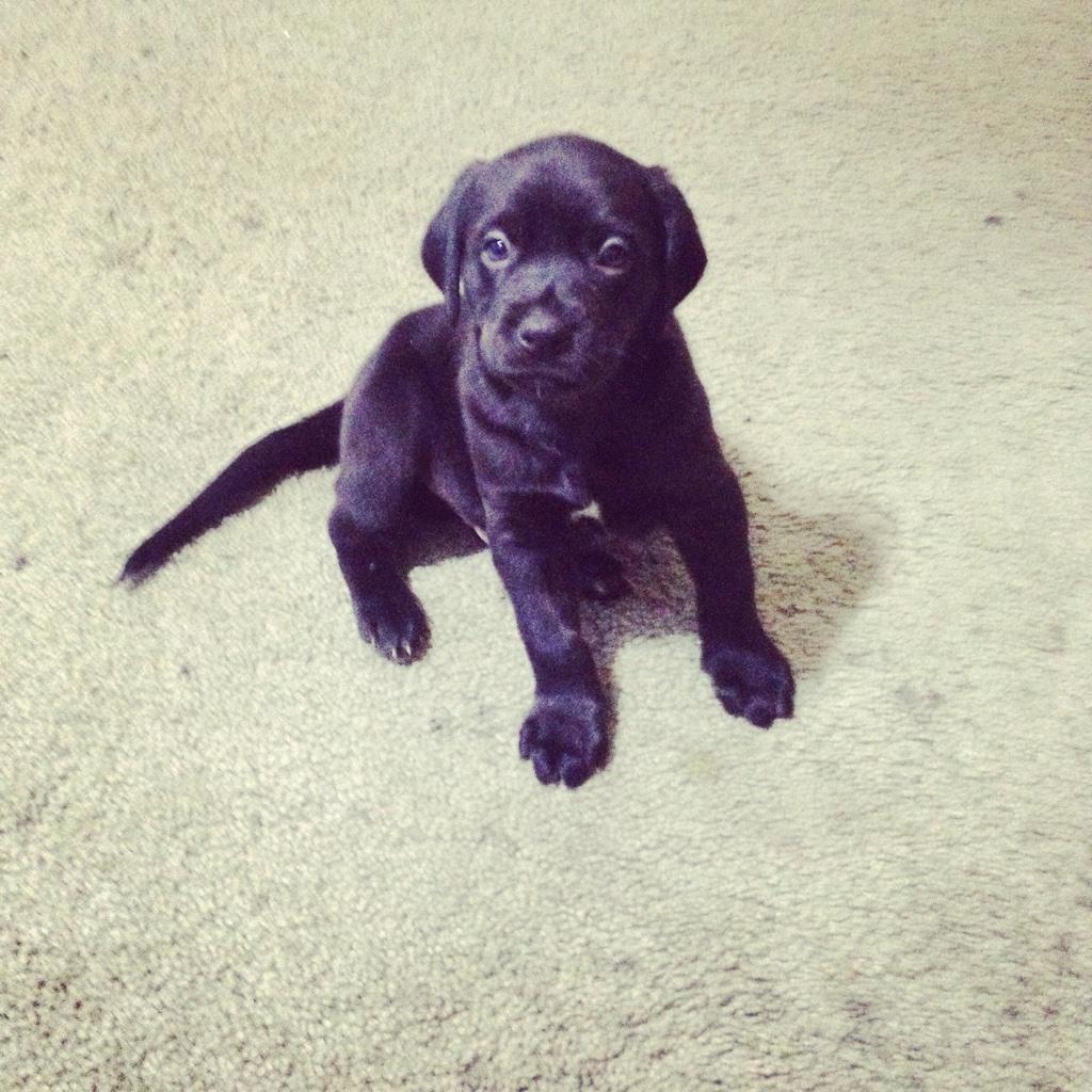 dessb29's tweet photo. “@mammonism1: Newest member of the family #midnight #myfirstpup #puppylove http://t.co/VV6fe8Hsv1” I'm coming to play with him soon