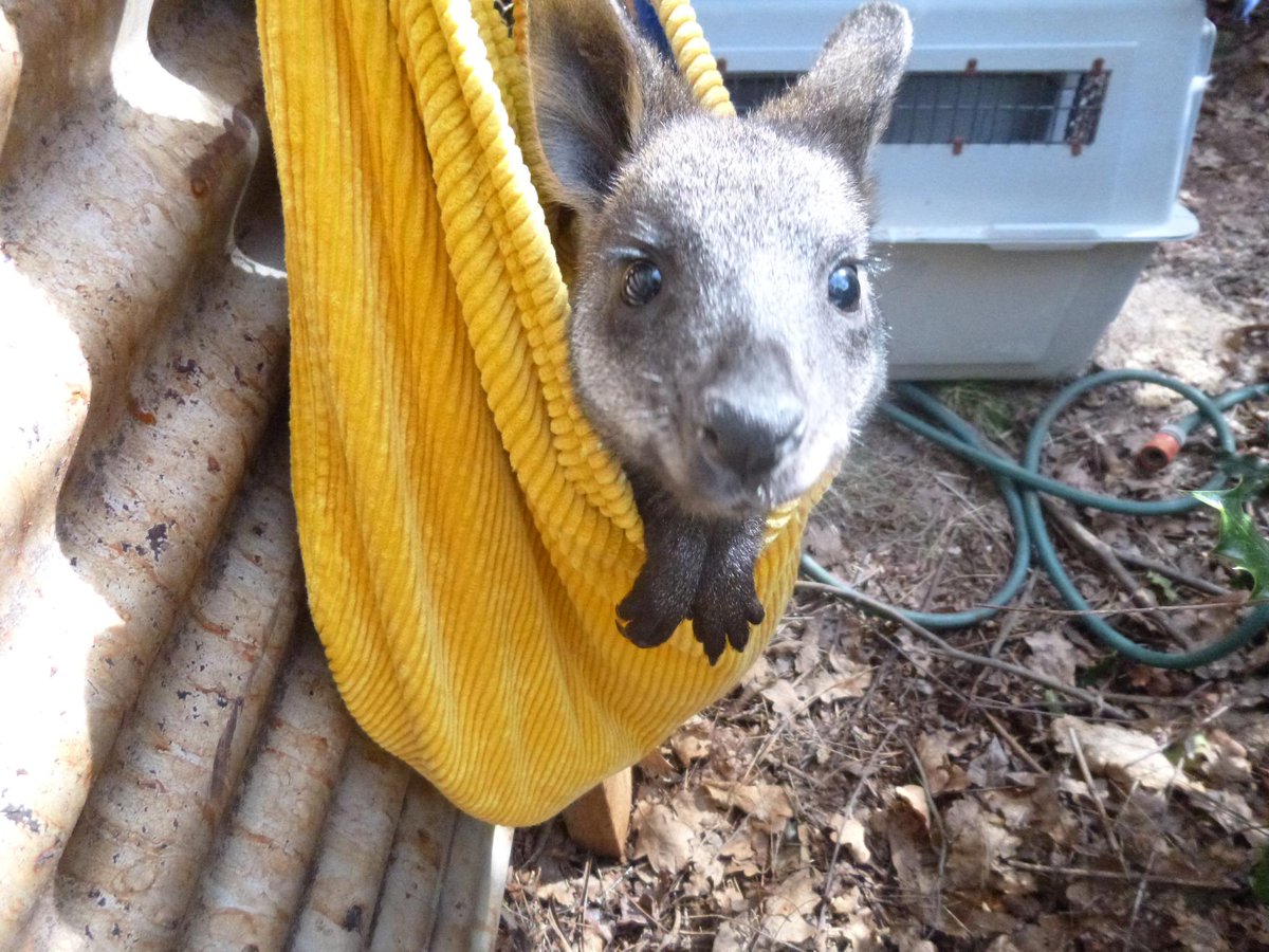 TwoPaddocks's tweet photo. Ok then . Since you asked , another shot of my little friend . Just woken up . http://t.co/XO5XnMlARa