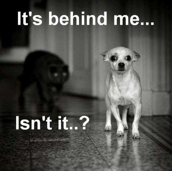 TWFGLisaWilson's tweet photo. ..."Somebody's Watching Me"......Happy Halloween Everyone! #TrickorTreat #SmileItsFriday http://t.co/8qZFHRkrmf