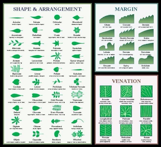 RSB_PlantSci's tweet photo. Thought a leaf was just - a leaf?! Great chart for leaf shapes #treeidentification #leafshapes http://t.co/Cz2xX3JIZa via @thegardenspot