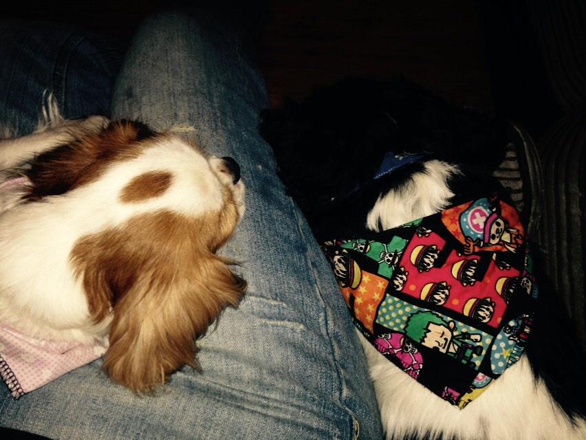 AndMaisy's tweet photo. Mums home having lap time 😜 http://t.co/Y9urvMn7eq