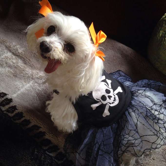 Happy Halloween from my dog Flo and I http://t.co/CsrWhuTn31<a href="/tag/clips4sale"class="tags"><span>#clips4sale</span></a>