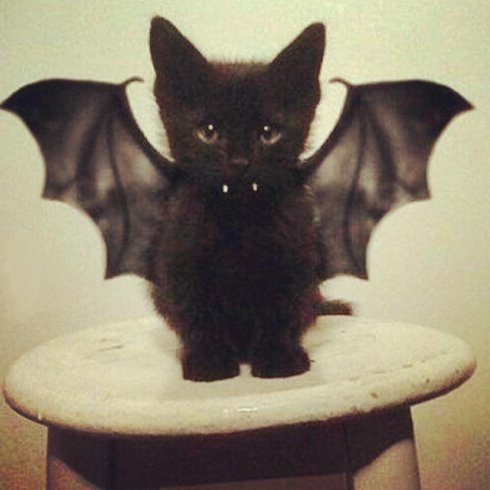 Ks1rK's tweet photo. #Cat #Halloween #Happy http://t.co/9JBzgt3qlN