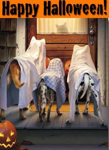 crosmea's tweet photo. Have a nice pumpkin week end! http://t.co/dNAg1eqdXa