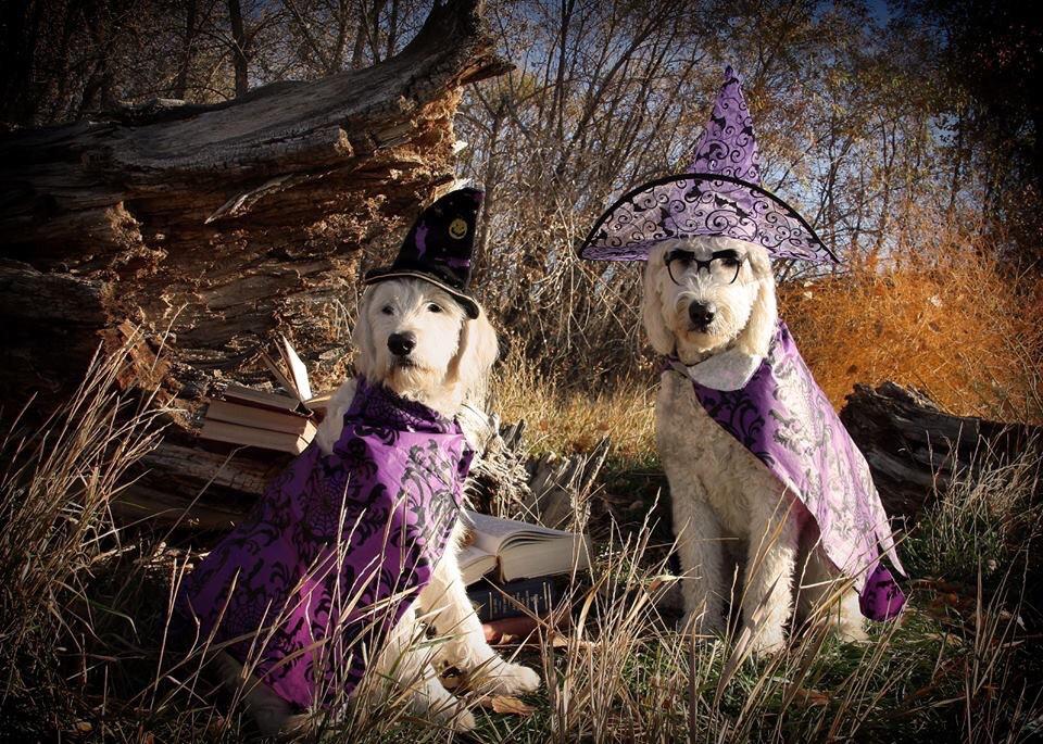 Denver Doodles tweet media