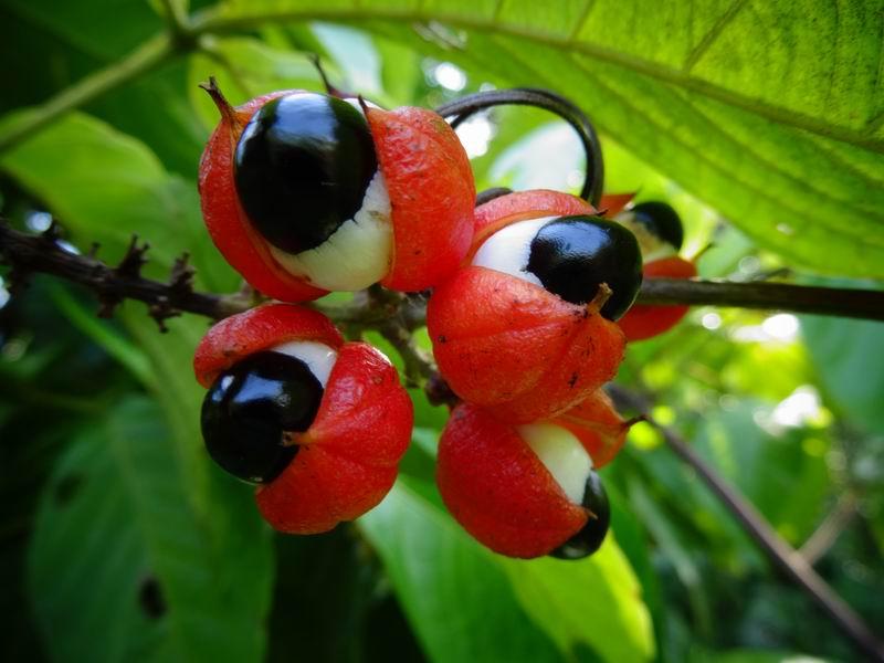 目玉おやじ！ではなく僕が数年前に植えたガラナ―です。以前はガラナと言うとヘンな雑誌の裏表紙の広告でヘンな精力剤として売られていましたが、もともとはアマゾン先住民の薬です。最近は日本でも清涼飲料水が売られています。どうぞお試しを！