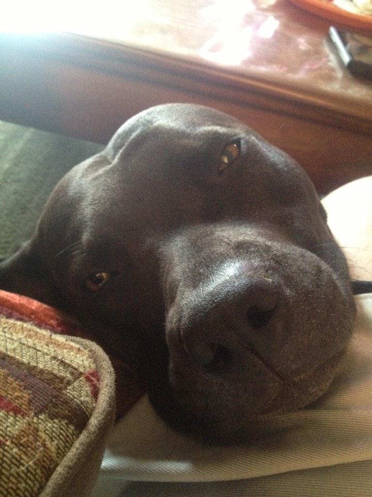 BilltheButcher's tweet image. My Meg pig. #coloradogs