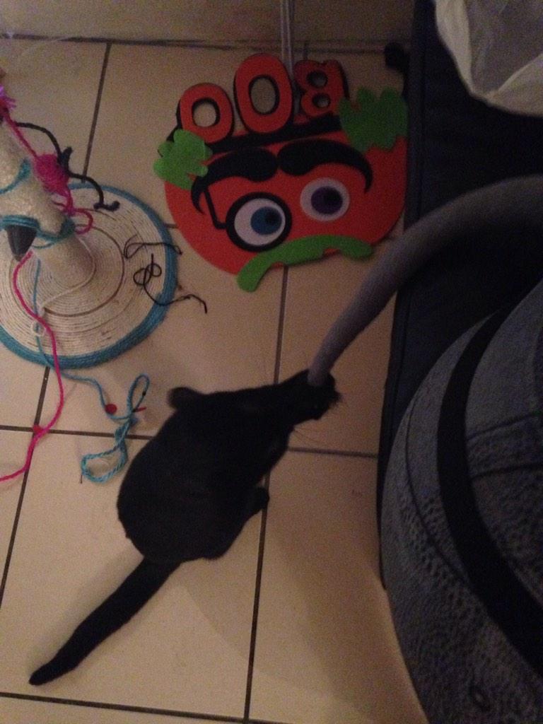 EldonTheCat's tweet photo. I'm the one with the tail little bitch! http://t.co/TXC4kDTk8c