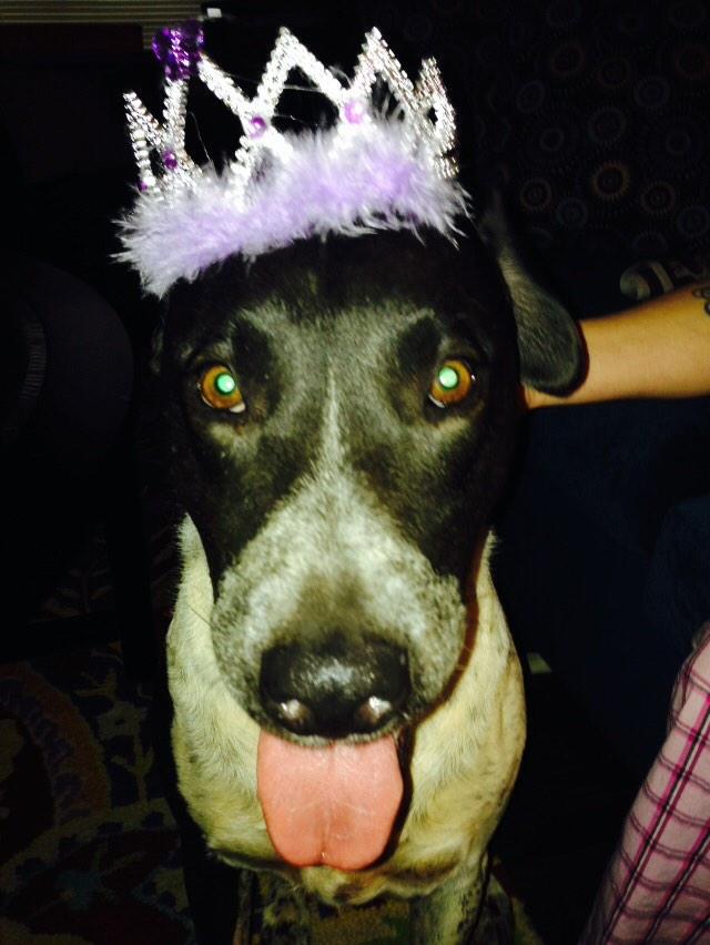 DukeOfSnuggles's tweet image. It's cool if I dress up as a drama queen tonight, right? #selfie #HalloweenCostumes