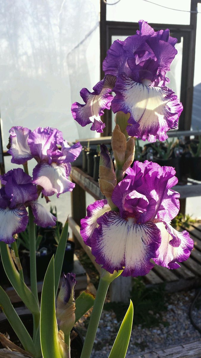 callawayfields's tweet image. #trickortreat says the reblooming #iris