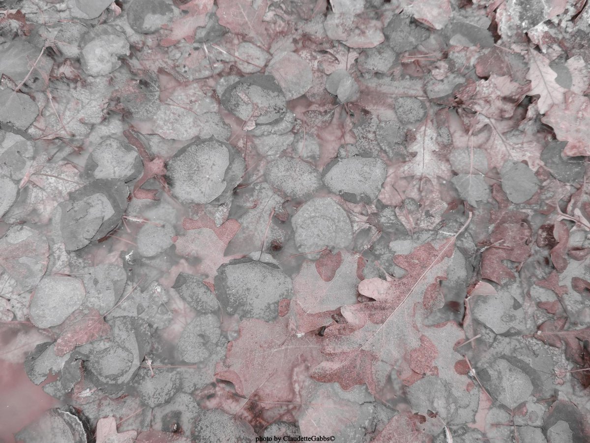 ClaudetteGabbs's tweet image. Frozen water &amp;amp; leaves in a tub, reds/browns #cameraeffect
