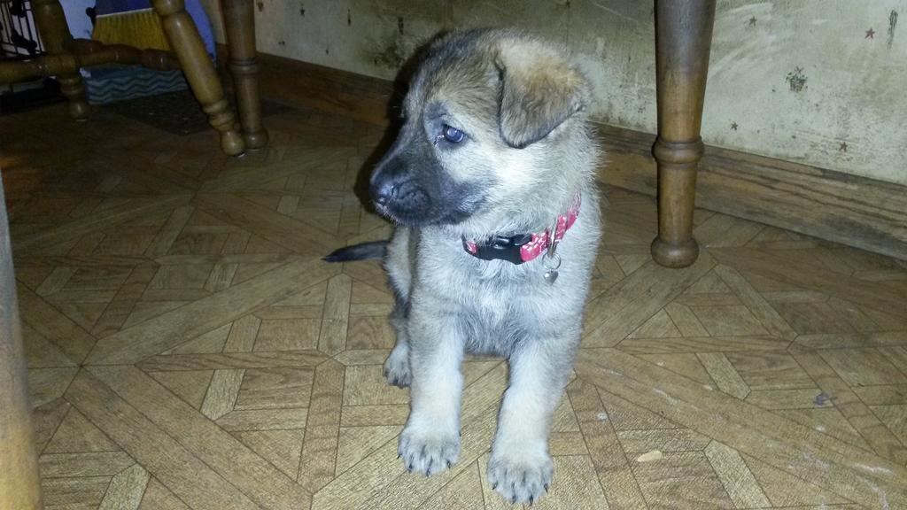 smoke2pull's tweet image. The new puppy.  Marley.