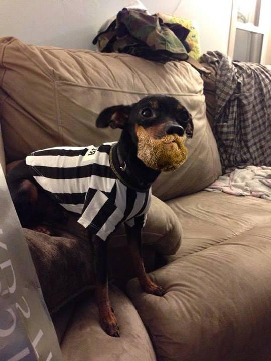 spikenheimer's tweet image. #talk2WFTDA #DogsofWftda #umpsbeardonUmpsDog