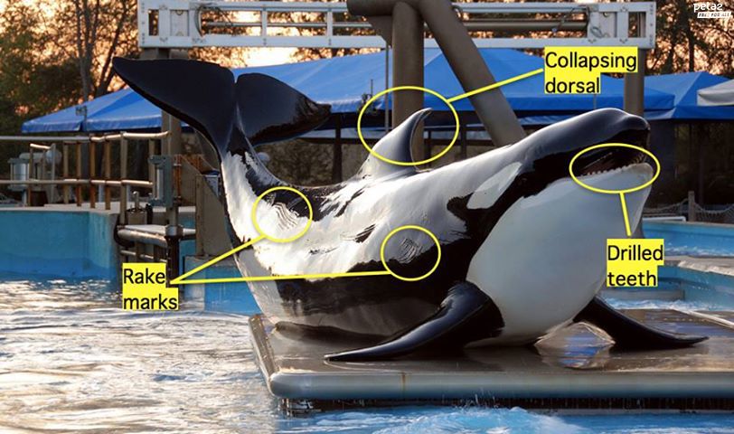 PETAShares's tweet photo. RT if you know supporting #SeaWorld is supporting animal abuse. #EmptyTheTanks http://t.co/dJlWyeDUf9