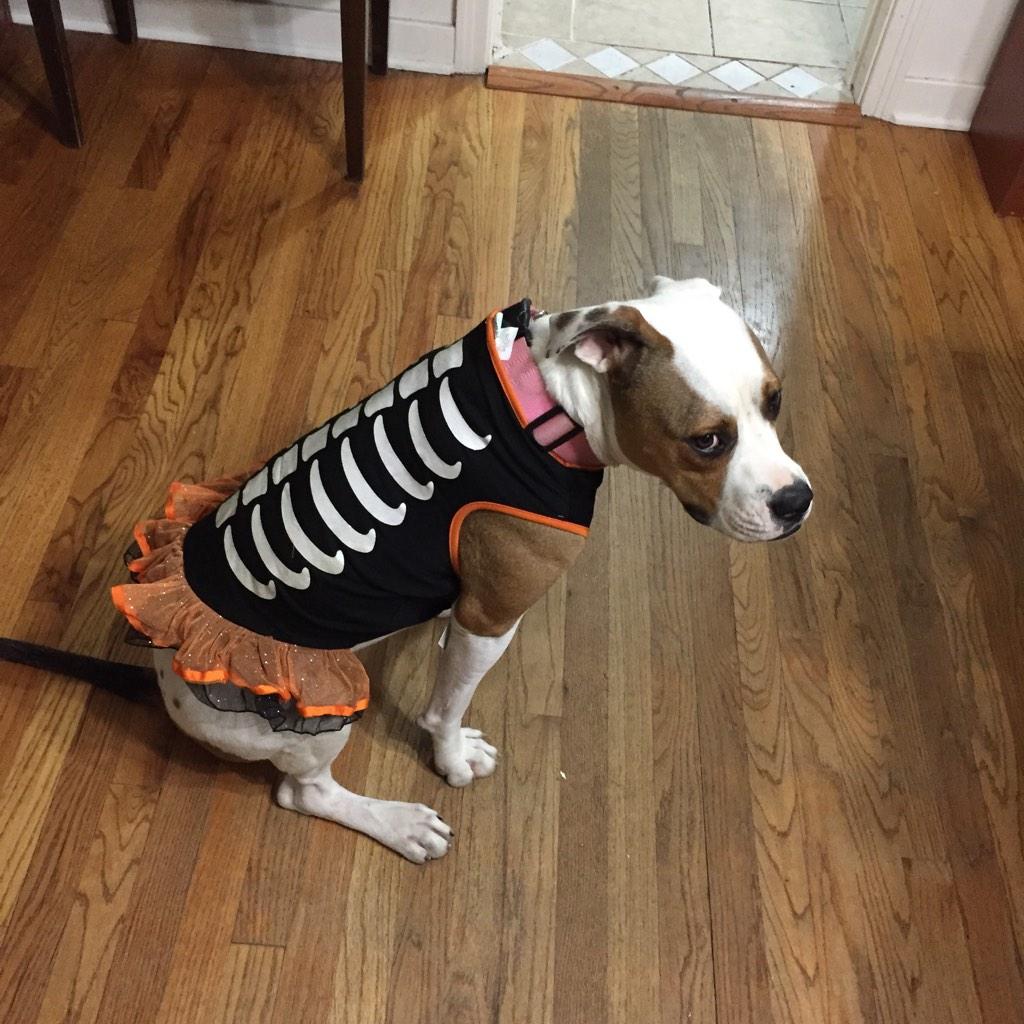 siouxsibomb's tweet image. #talk2wftda Moxie is ready for Halloween. #dogsofwftda