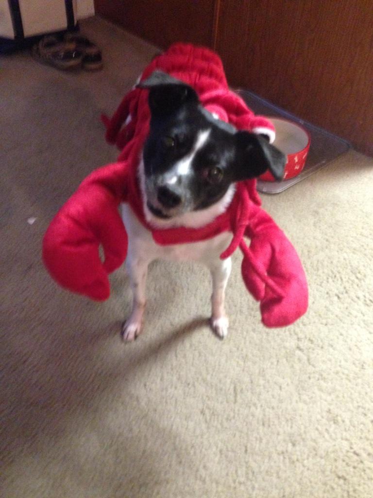 salleschris's tweet image. Happy Halloween from Jack (and the West Coast Derby Knockouts)! #talk2wftda #WFTDAchamps #dogsofwftda