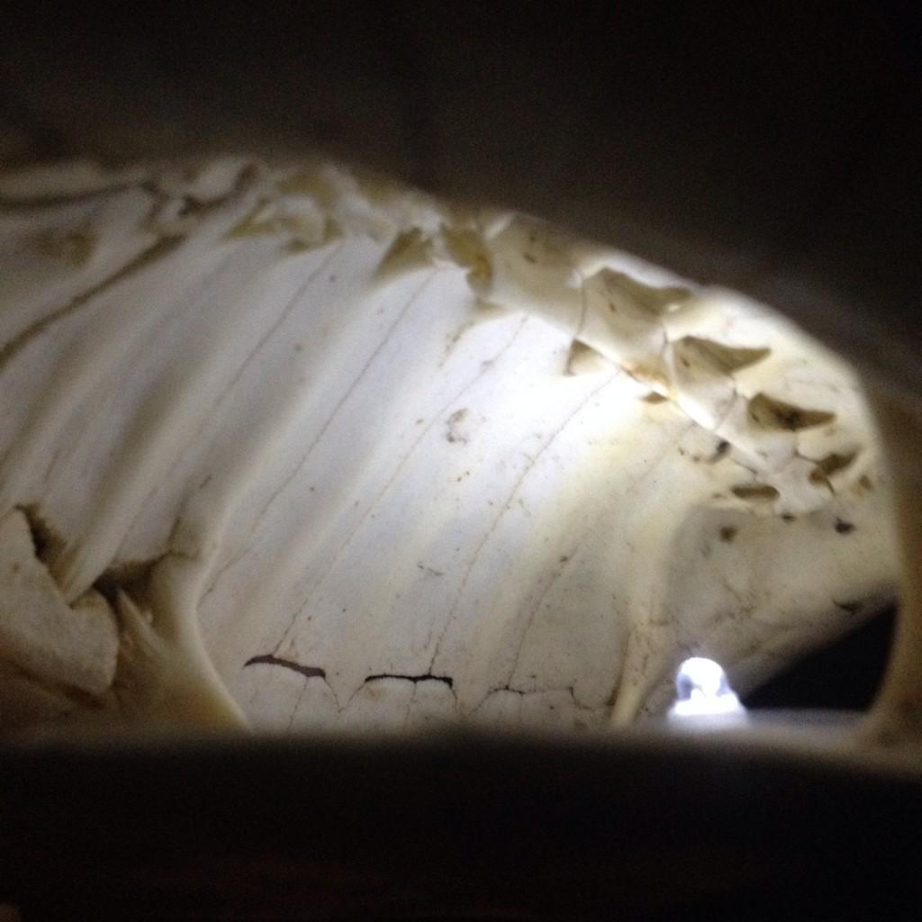 亀の甲 羅 は 肋骨