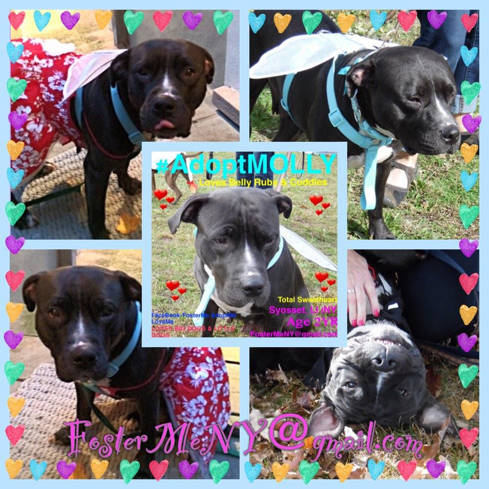 katharineknott's tweet photo. Good GOLLY MISS MOLLY!
#AdoptMOLLY
Total sweetheart!
Saved from death last second!
FosterMeNY@gmail.com http://t.co/TPL1F3VkcY