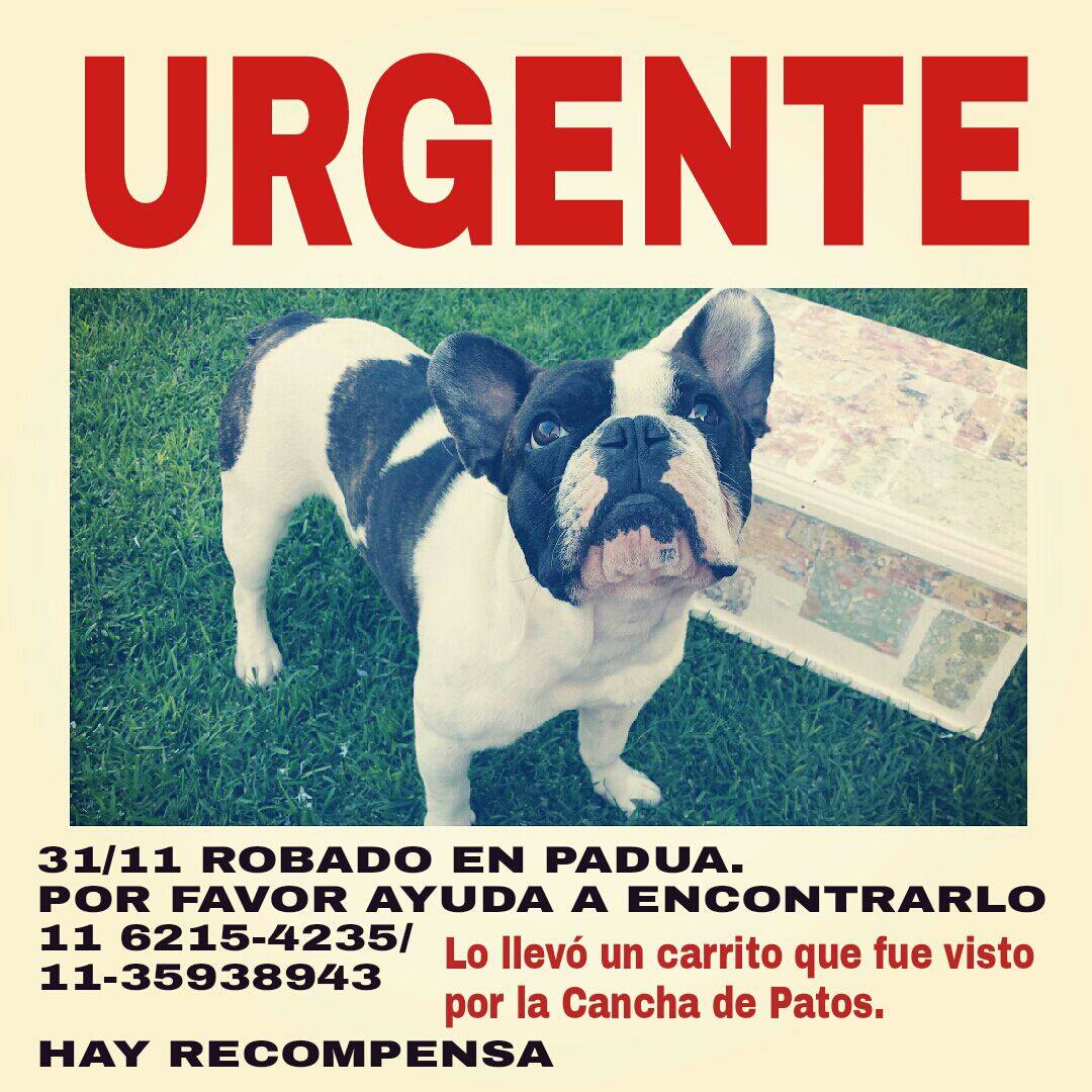 soyjeanpaul's tweet photo. RT!! Frenchie robado en PADUA! URGENTE! Hay que encontrarlo!! http://t.co/bFi3tyQ8Rb