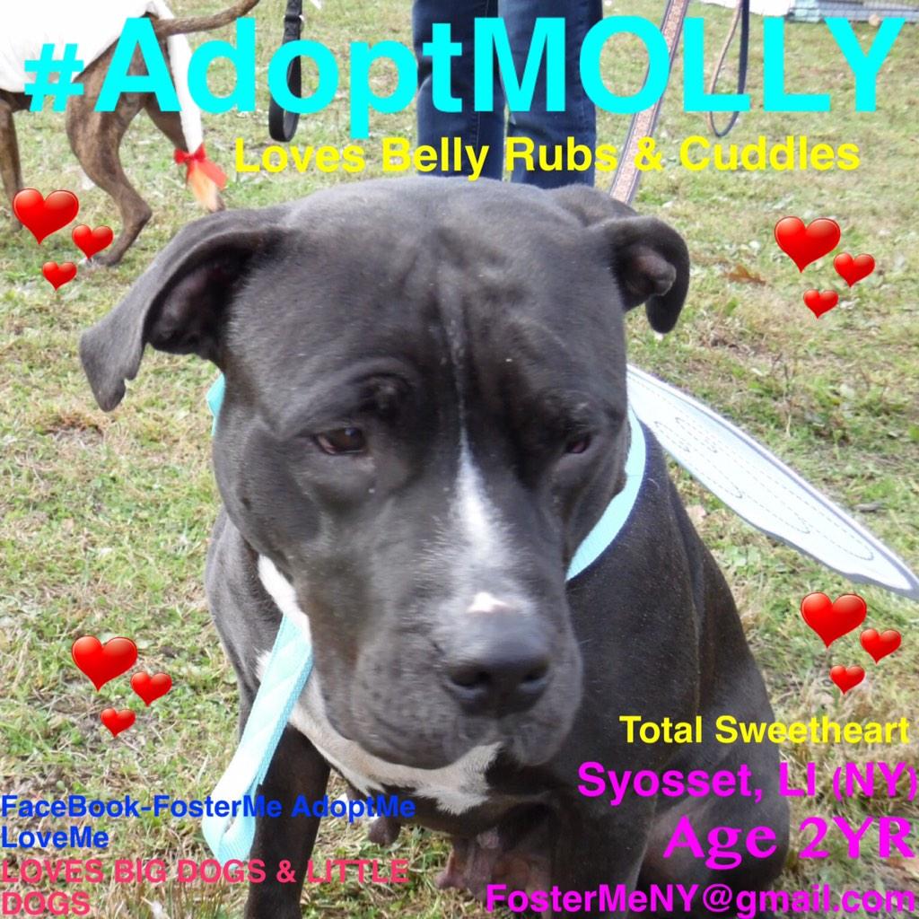 katharineknott's tweet photo. Good GOLLY MISS MOLLY!
#Sweetheart
2 YRS OLD
#LI #NY
#FOSTERME #AdoptMe #LoveMe
#AdoptMOLLY
FosterMeNY@gmail.com http://t.co/ZMDXmLTCWA