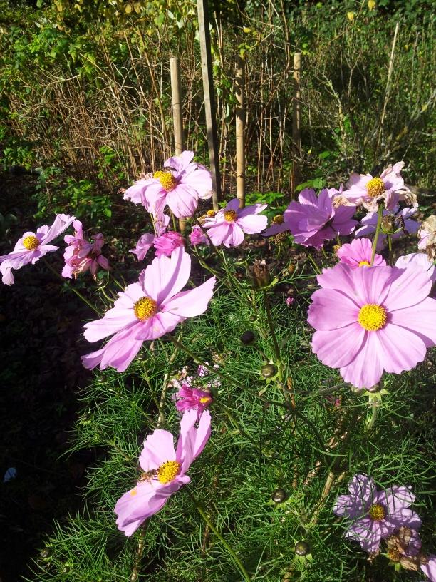 1 november 2014 en de Cosmea bloeit nog steeds in de tuin!