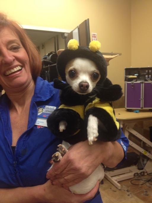 d092b834ea7e4ac's tweet photo. #petexpressions #eastpetm store 590 best howloween costume ever! http://t.co/T2CEpSHmJO