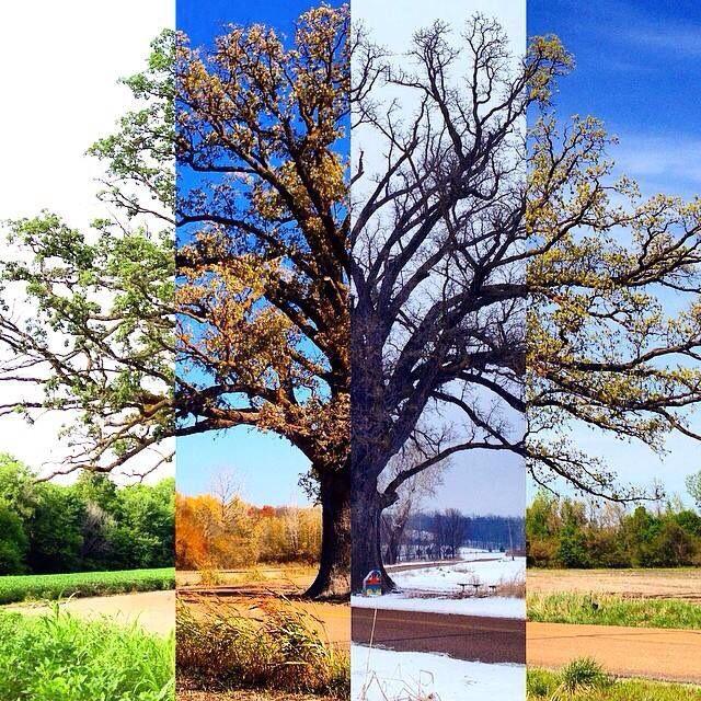 Поры года в польше. Времена года на дереве. Разные деревья. Природа и времена года.