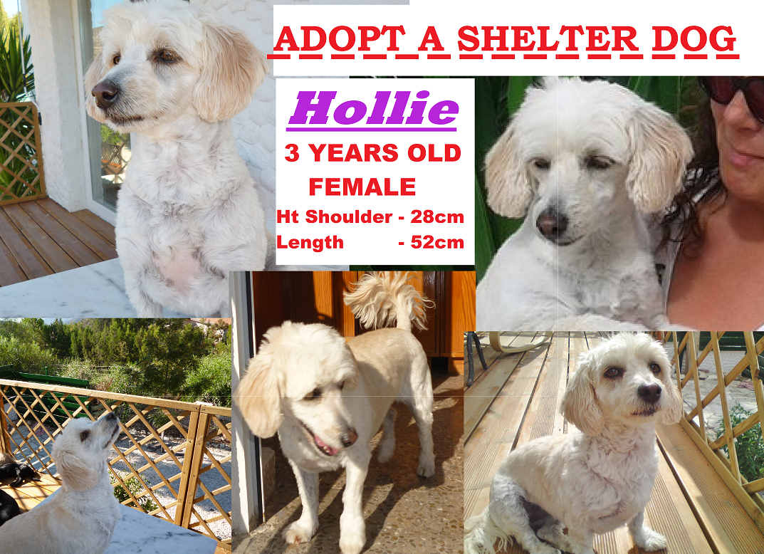 adopt a dog cyprus (ADOPTADOGCYPRUS) Twitter