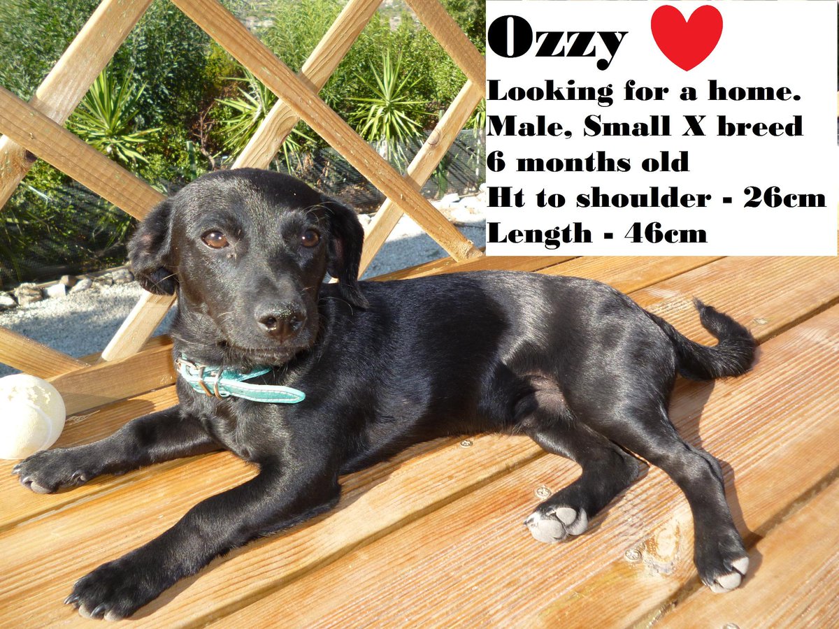 adopt a dog cyprus (ADOPTADOGCYPRUS) Twitter