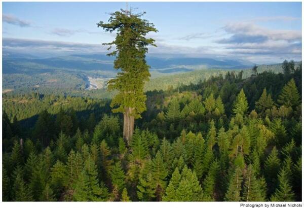 _Paisajes_'s tweet photo. Hyperion, el árbol más alto del mundo. Este Sequoia mide 115.61 metros. http://t.co/sBvDkmV8M5