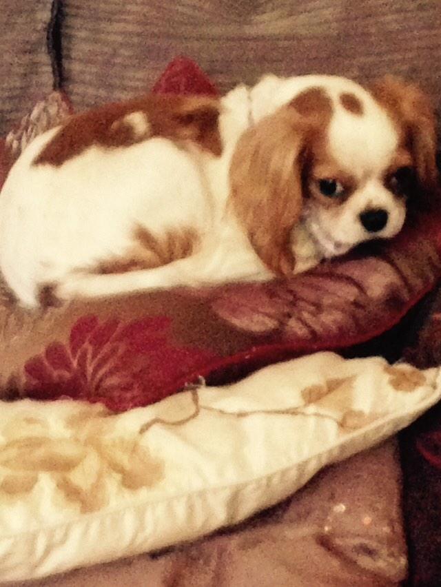 AndMaisy's tweet photo. Woo hoo maisy on loads of cushions so comfy. http://t.co/EpFHK8ePe5