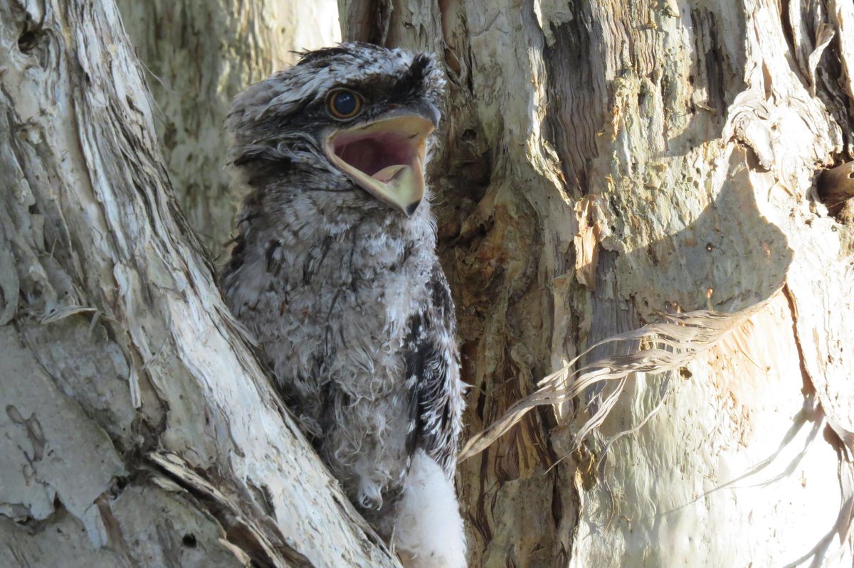 Lyntap's tweet image. Cooks River stroll yields avian newborns galore including this lovely tawny frogmouth bub.