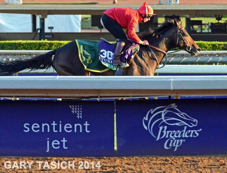 TrufanMarina's tweet image. @themichaelowen he's looking fantastic! Good luck today  ! #BCTurf #BC14