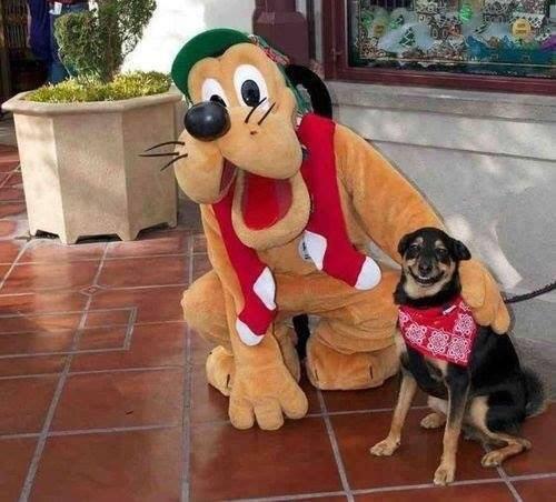 La cara de felicidad del perro por hacerse una foto con su ídolo no tiene precio. 😍