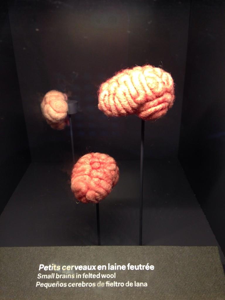 S_Gardier's tweet photo. Excellents les petits cerveaux en laine feutrée de l'expo #C3RV34U de la @citedessciences (j'en veux 1 en porteclé!) http://t.co/dmVjNMgnrY