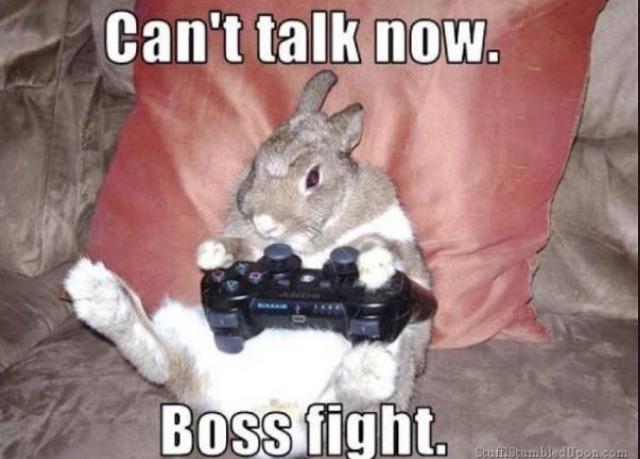 ApriL the cat tweet media